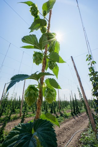 Du houblon pour nos biéres Houblon