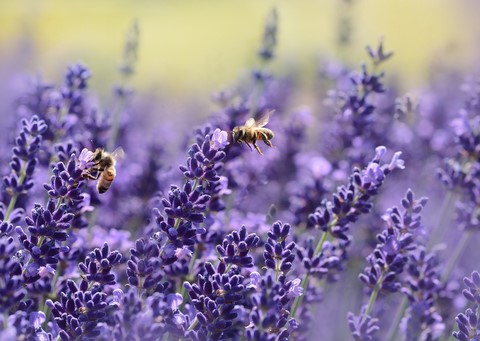 Préservation de la Biodiversité Abeilles et Lavande