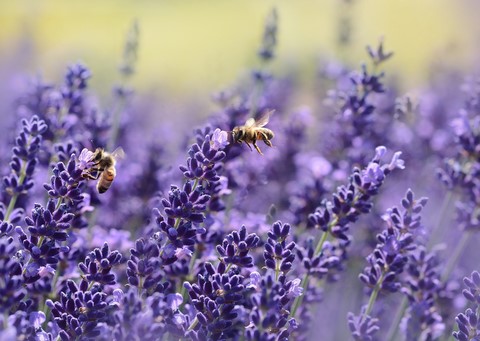 Lavender and Bees