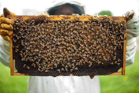 Préserver les Abeilles Apiculture